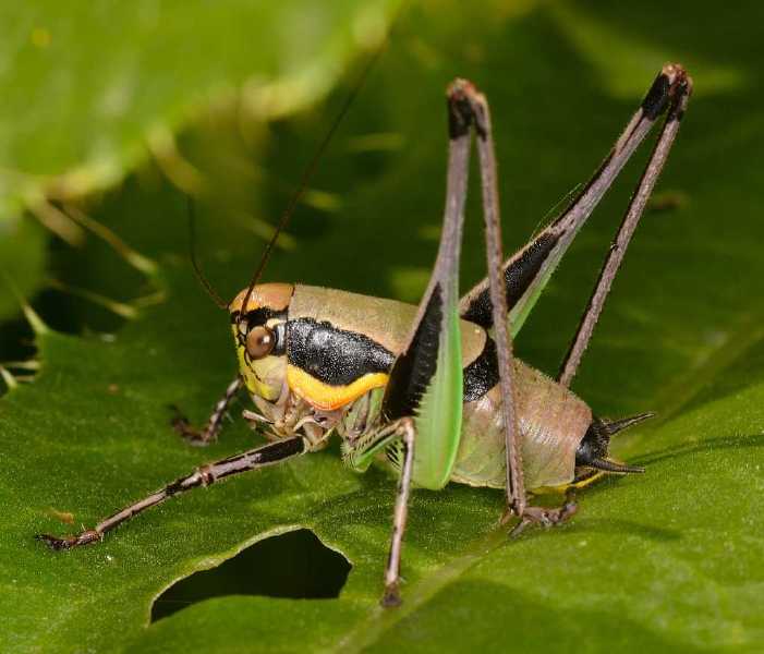 eupholidoptera_chabrieri_male.jpg