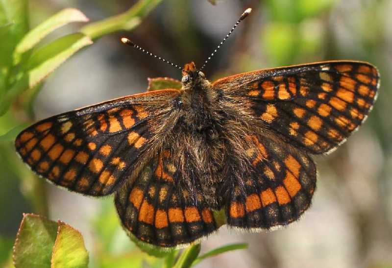 euphydryas_intermedia.jpg