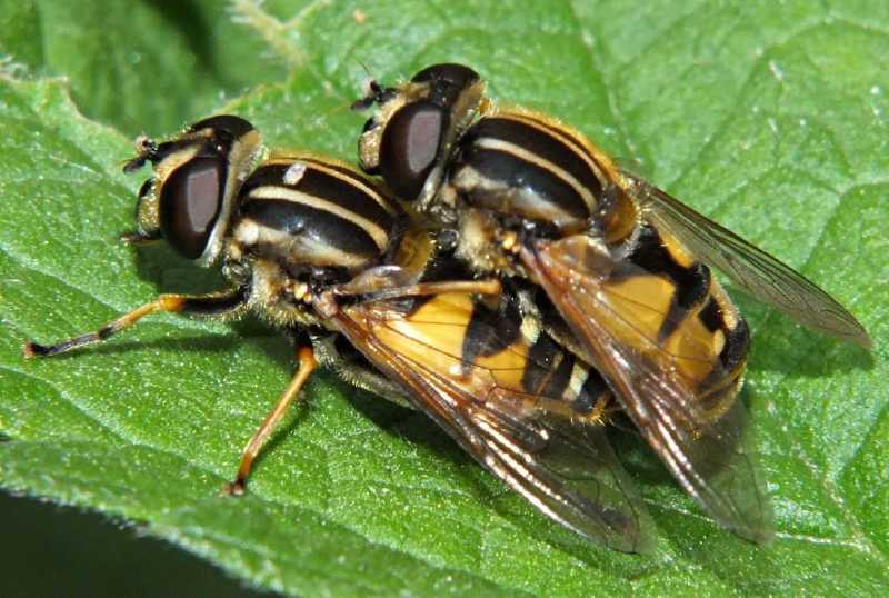 heliophilus_pendulus_copula.jpg