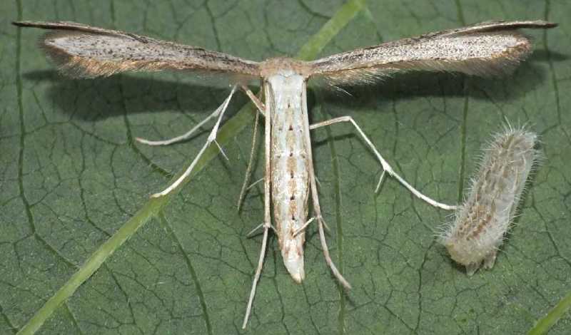 hellinsia_lienigianus.jpg