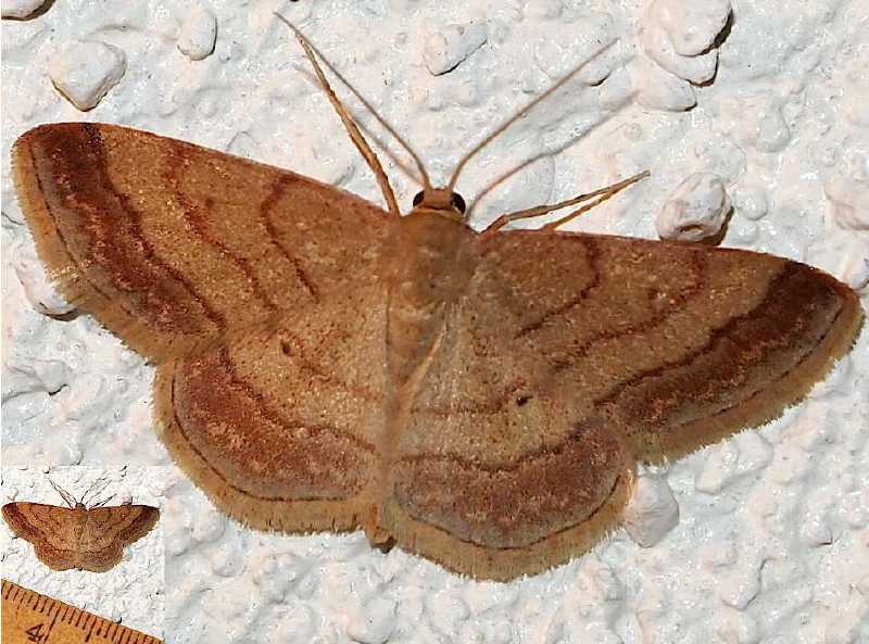idaea_rufaria.jpg