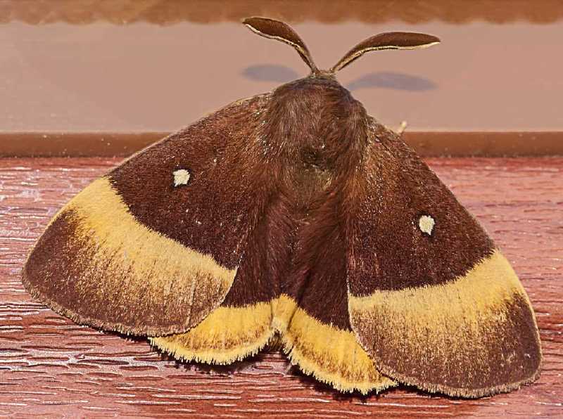 lasiocampa_quercus_male.jpg