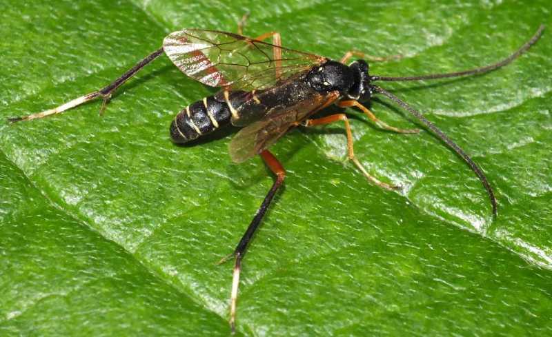 latibulus_argiolus_male.jpg