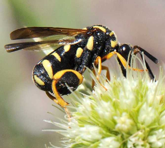 leucospis_gigas_femelle.jpg