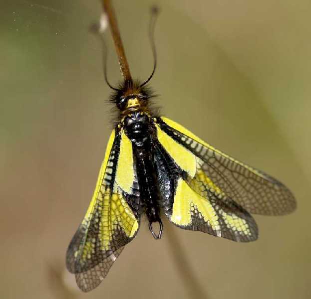 libelloides_coccajus_male.jpg