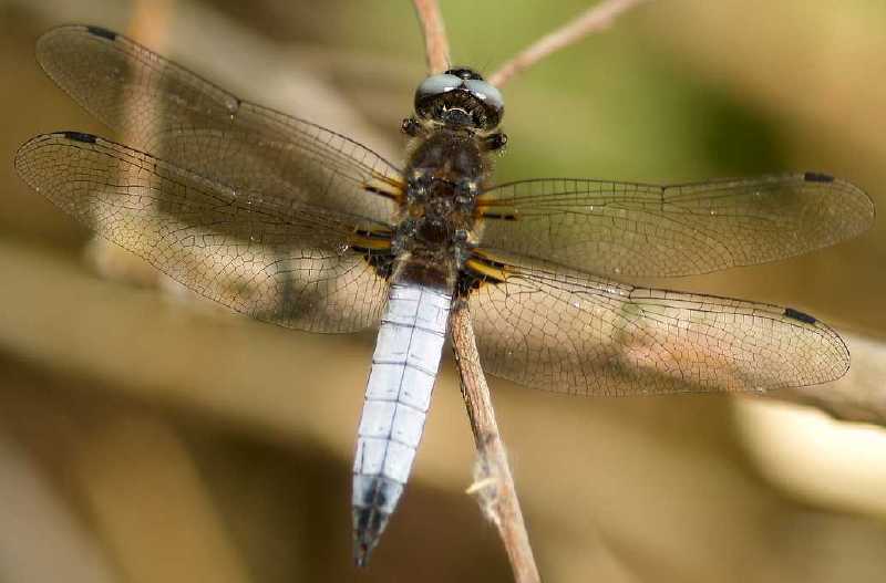 libellula_fulva_male.jpg