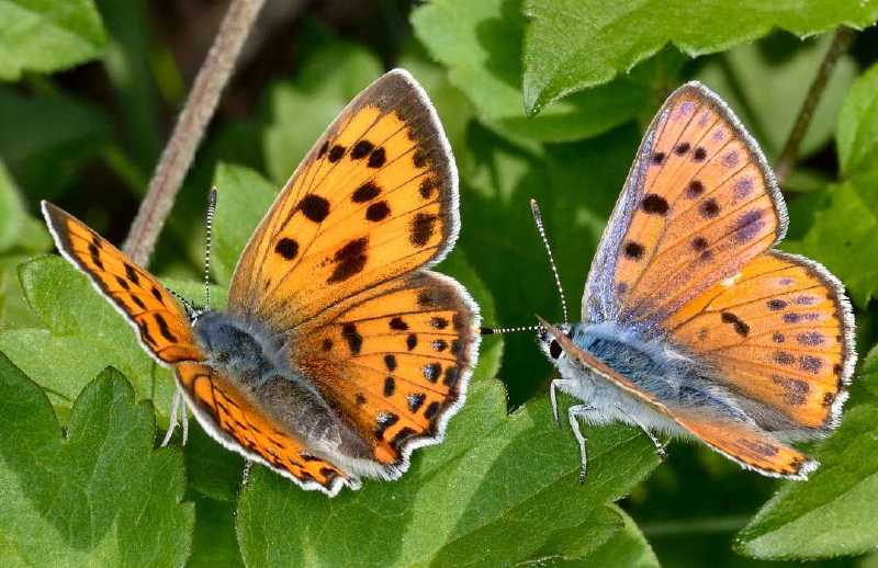 lycaena_alciphron_couple.jpg
