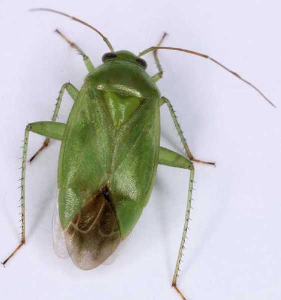 lygocoris_pabulinus.jpg