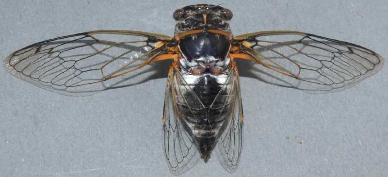 lyristes_plebejus_etale.jpg