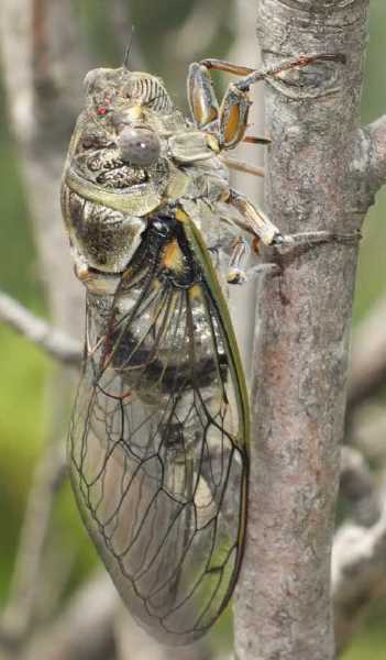 lyristes_plebejus_femelle.jpg