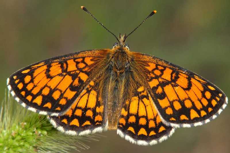 mellicta_athalia_recto.jpg