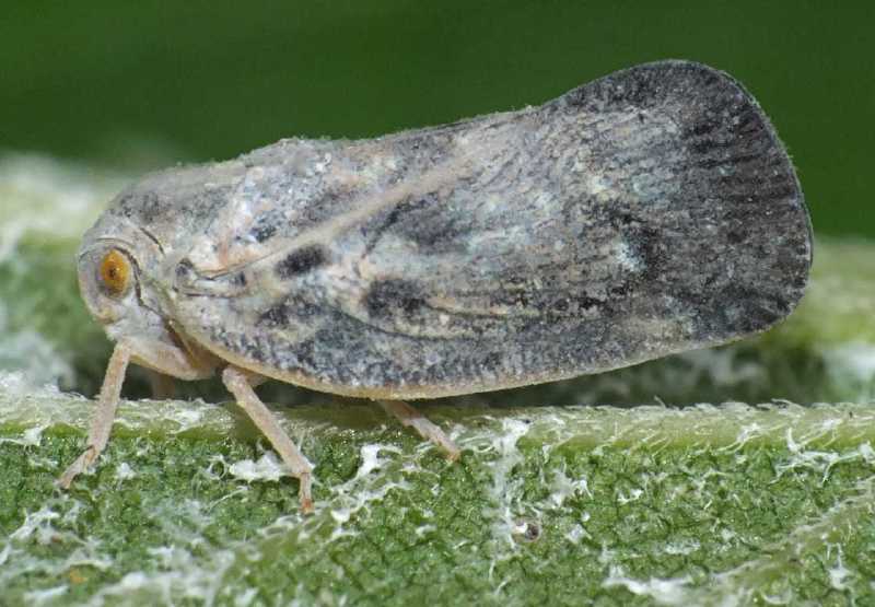 metcalfa_pruinosa.jpg