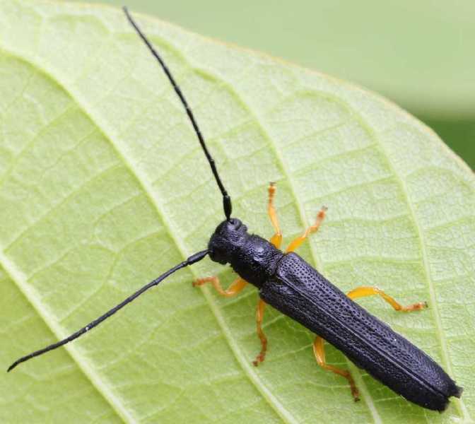 oberea_linearis.jpg