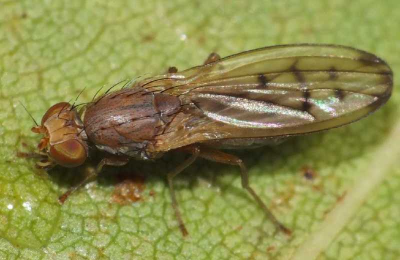opomyza_florum.jpg