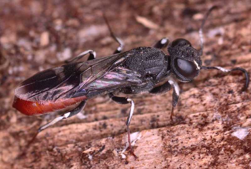 orussus_abietinus.jpg