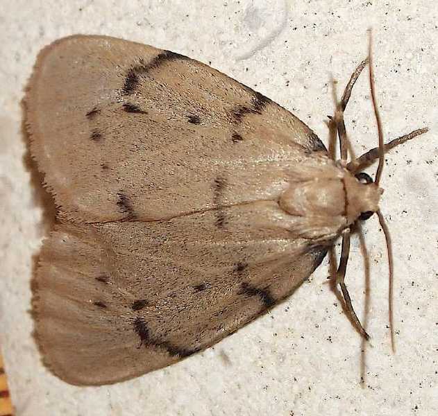 paidia_rica.jpg