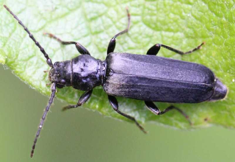 phymatodes_testaceus_var_noire.jpg
