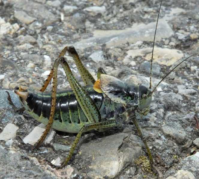 polysarcus_denticauda_male_gregaire.jpg