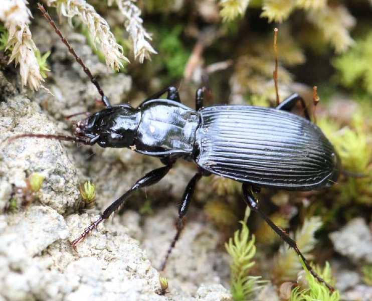 pterostichus_cristatus.jpg