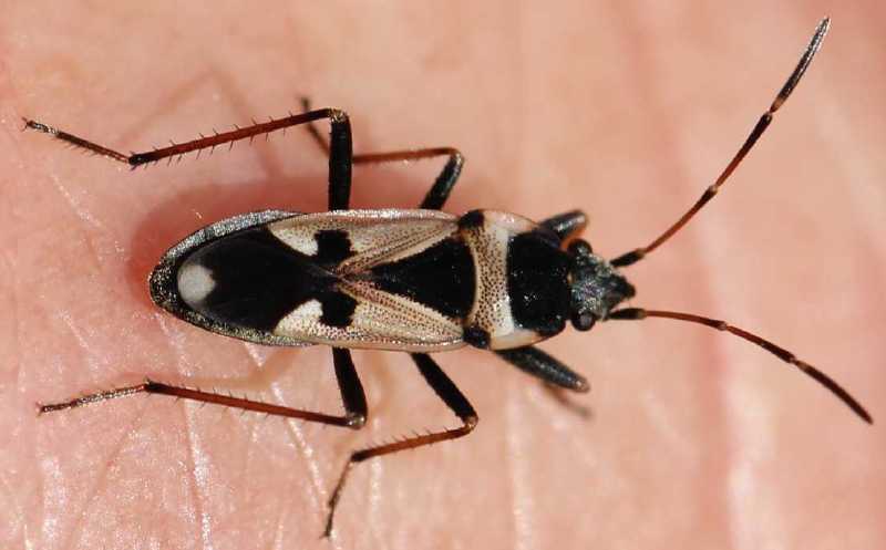 rhaglius_confusus.jpg
