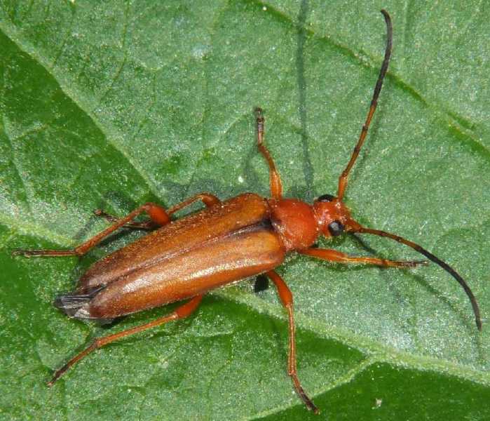 rhamnusium_bicolor_rufotestaceus.jpg