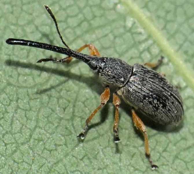 rhopalapion_longirostre_femelle.jpg