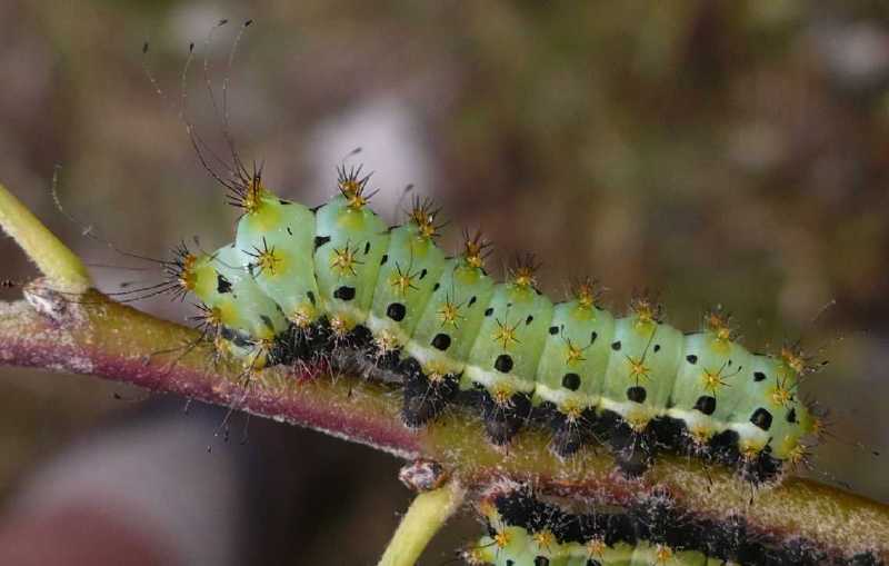 saturnia_pyri_chenille.jpg