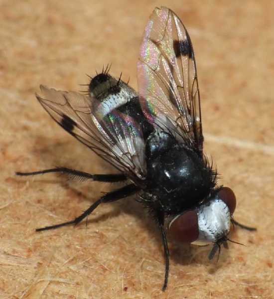 sphenometopa_fastuosa.jpg