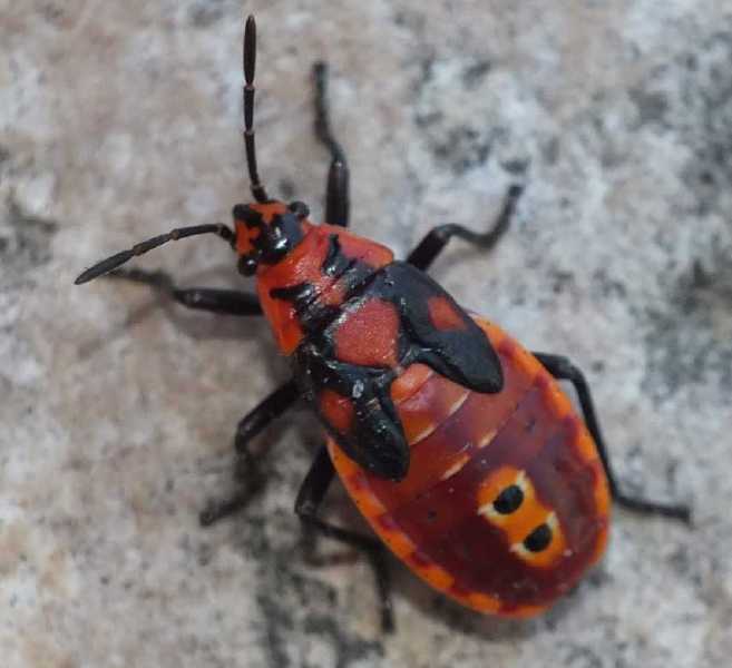 spilostethus_saxtailis_juvenile.jpg