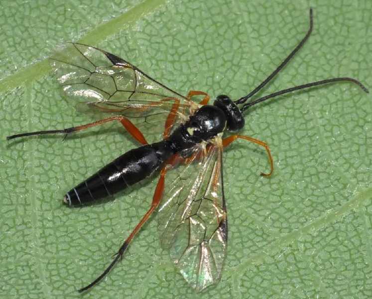 syrphoctonus_tarsatorius_femelle.jpg