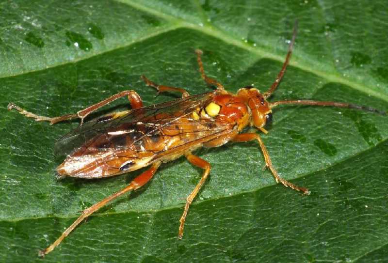 tenthredopsis_scutellaris_femelle.jpg
