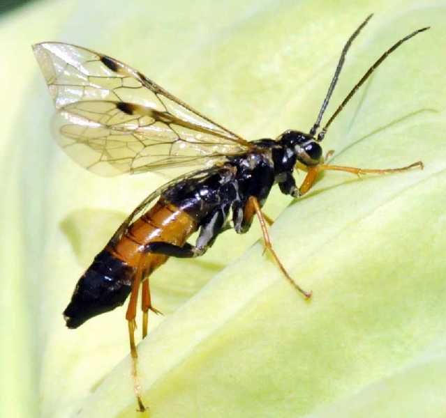 tenthredopsis_stigma_excisa.jpg