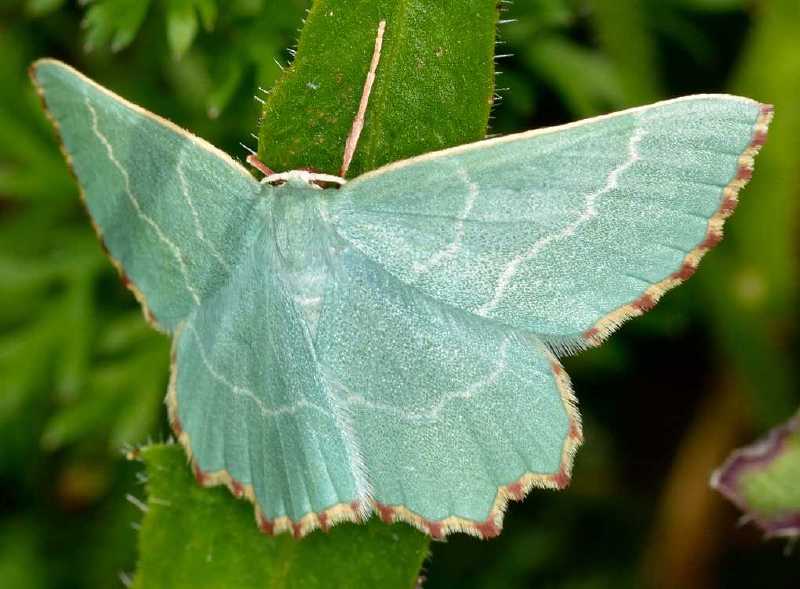 thalera_fimbrialis.jpg