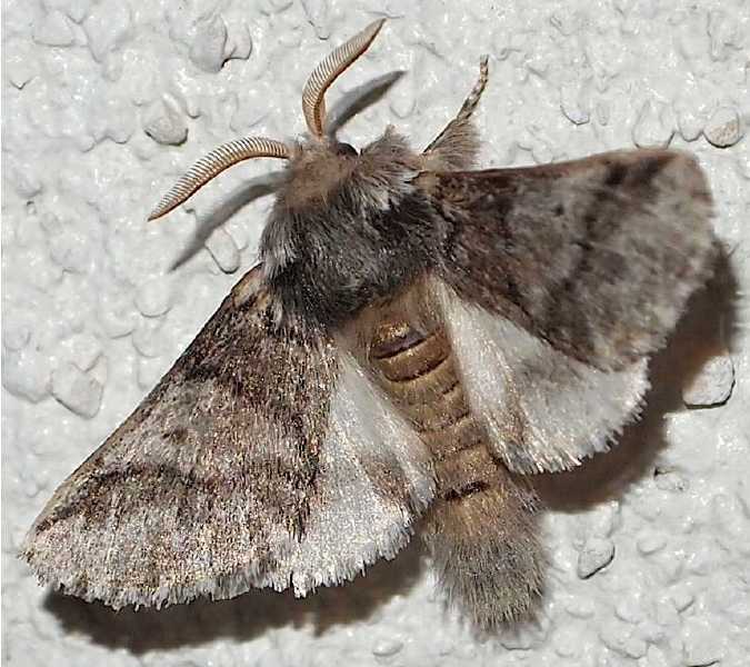 thaumetopoea_processionea_male.jpg