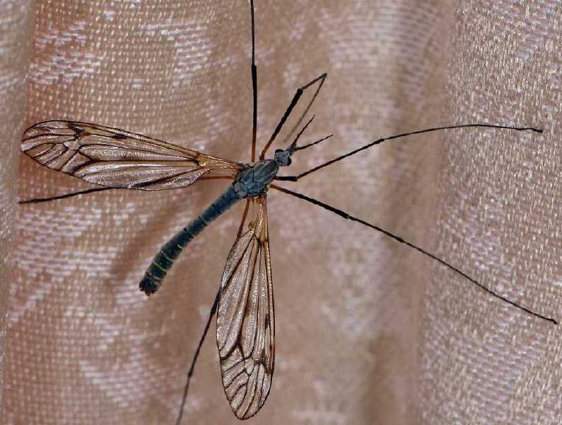 tipula_variipennis_male.jpg