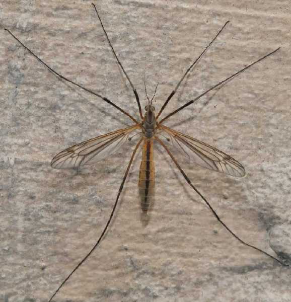 tipula_vernalis_femelle.jpg