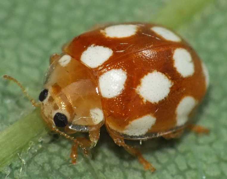 vibidia_duodecimguttata.jpg