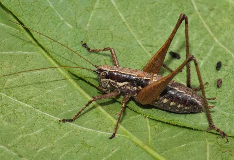 yersinella_raymondi_male.jpg