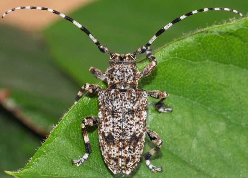 acanthoderes_clavipes.jpg