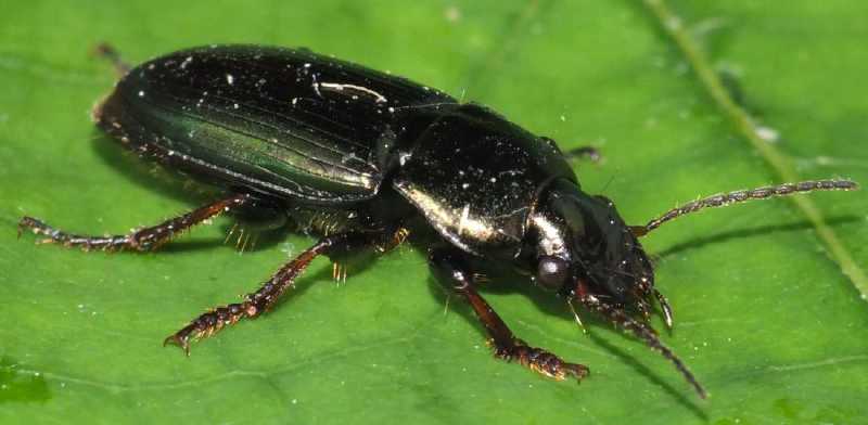 acinopus_picipes.jpg
