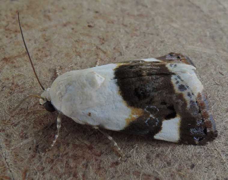 acontia_lucida.jpg
