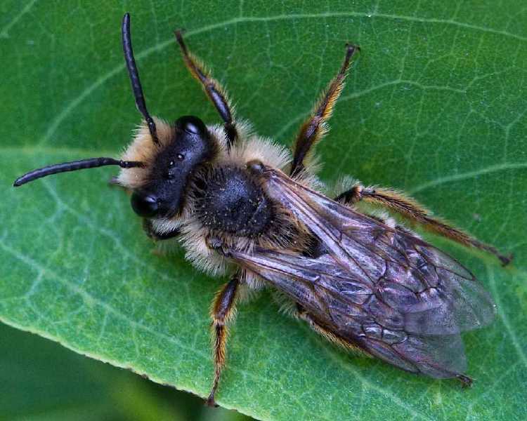 andrena_cineraria_male.jpg