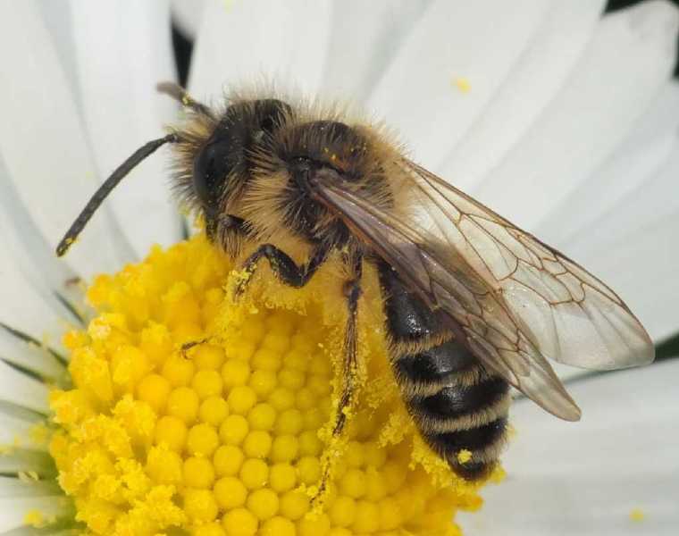 andrena_flavipes_male.jpg
