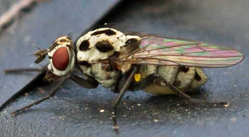 anthomyia_puvialis_femelle.jpg