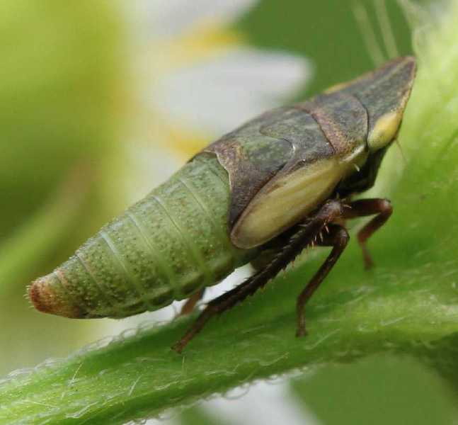 aphrodes_makarovi_juvenile.jpg