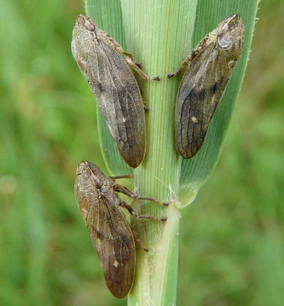 aphrophora_major.jpg