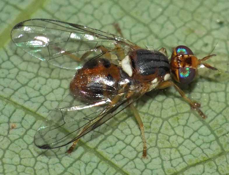 bactrocera_oleae_male.jpg