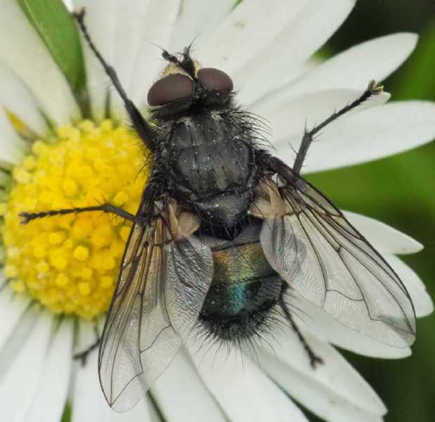 bellardia_sp_male.jpg
