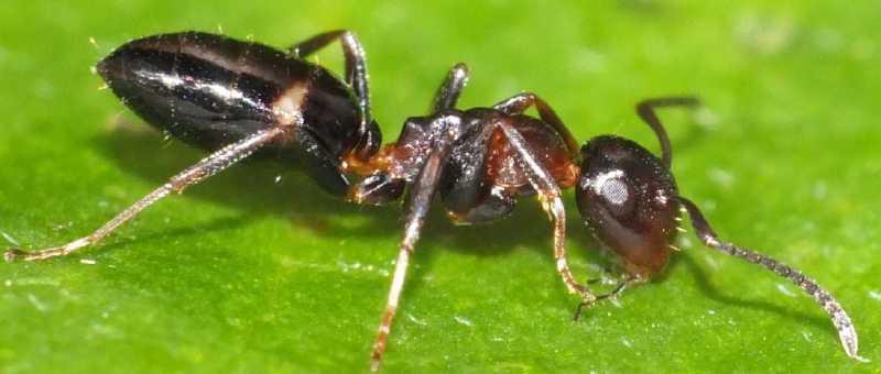 camponotus_truncatus_minor_1.jpg