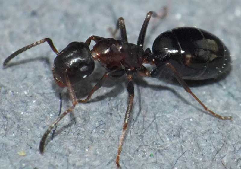 camponotus_truncatus_ouvriere_1.jpg